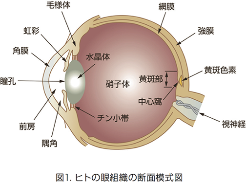 図1 ヒトの眼組織の断面模式図