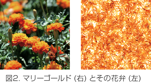 図2:マリーゴールド（右）とその花弁（左）
